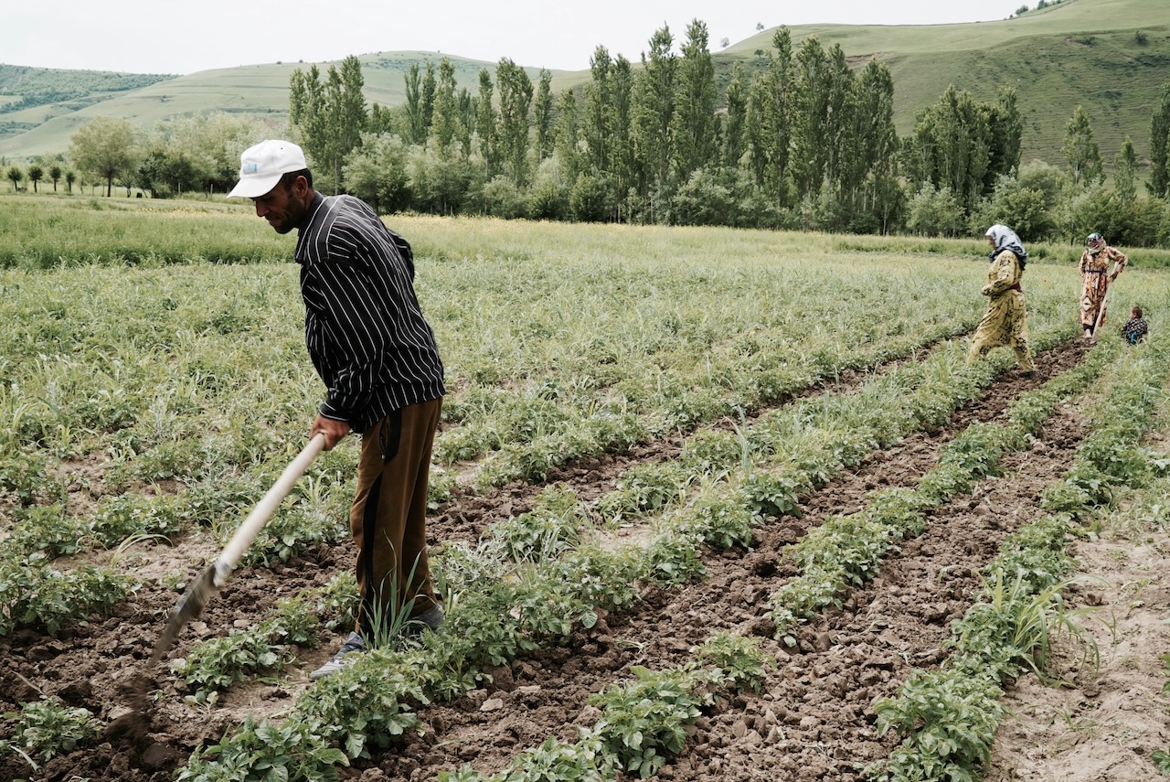 A man hoes potato rows against poplar trees and green hills