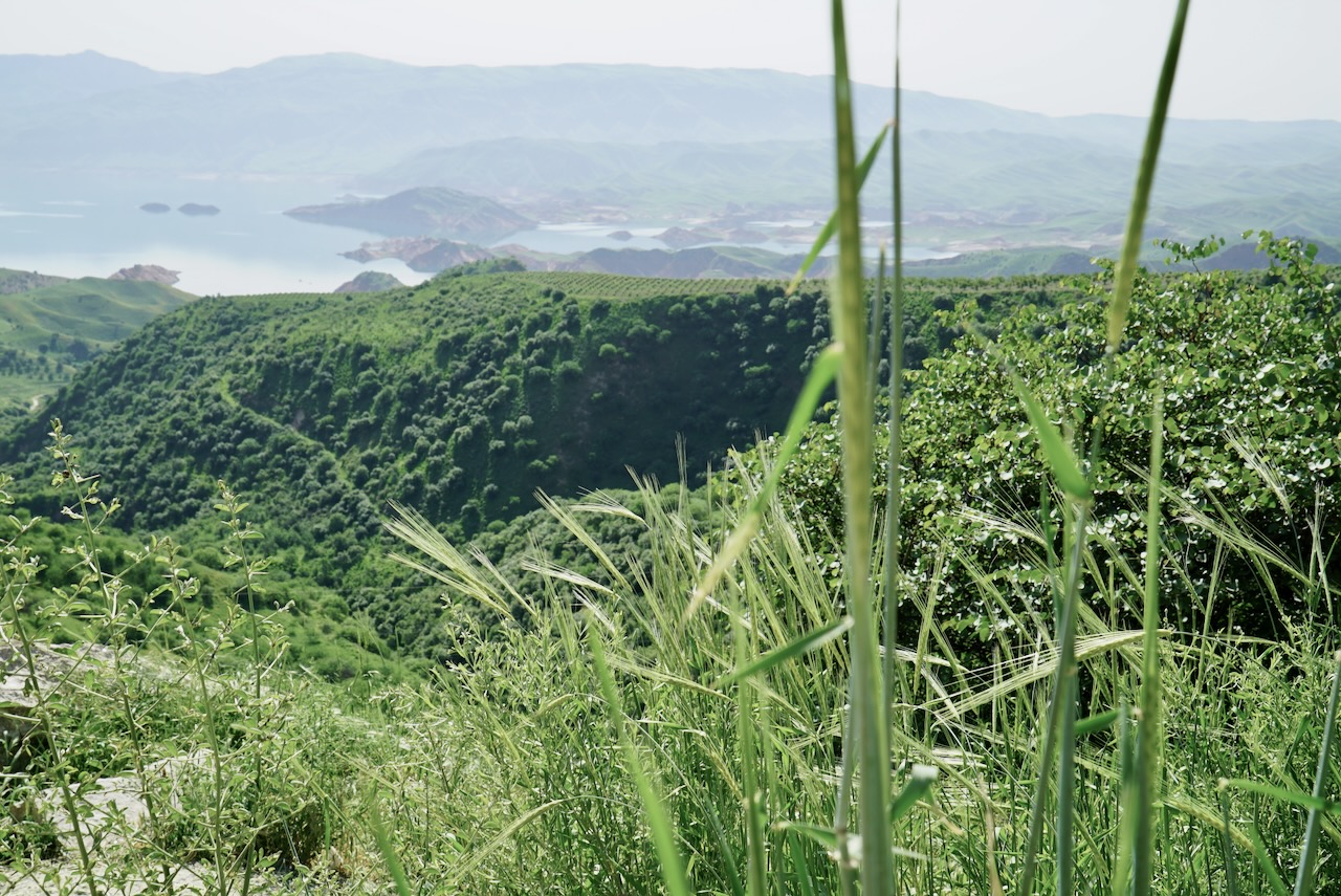 A reservoir and green hills seen through tall grass