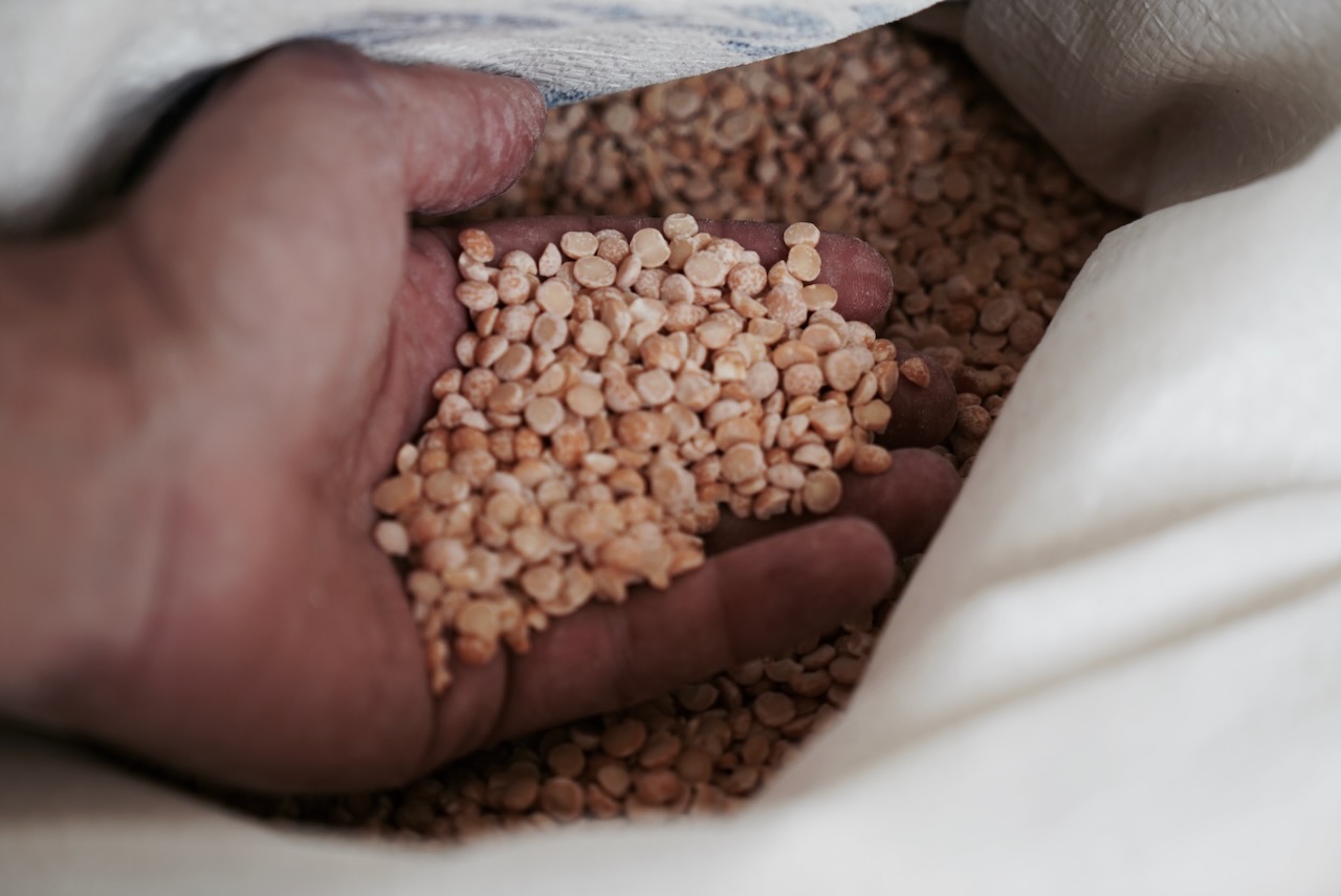 A hand holding dried peas from an open sack