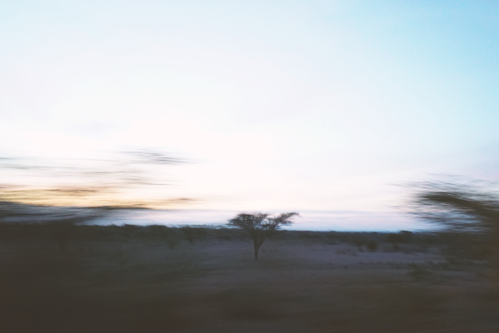 An acacia tree on the Kakuma plain at dusk, seen from a moving vehicle