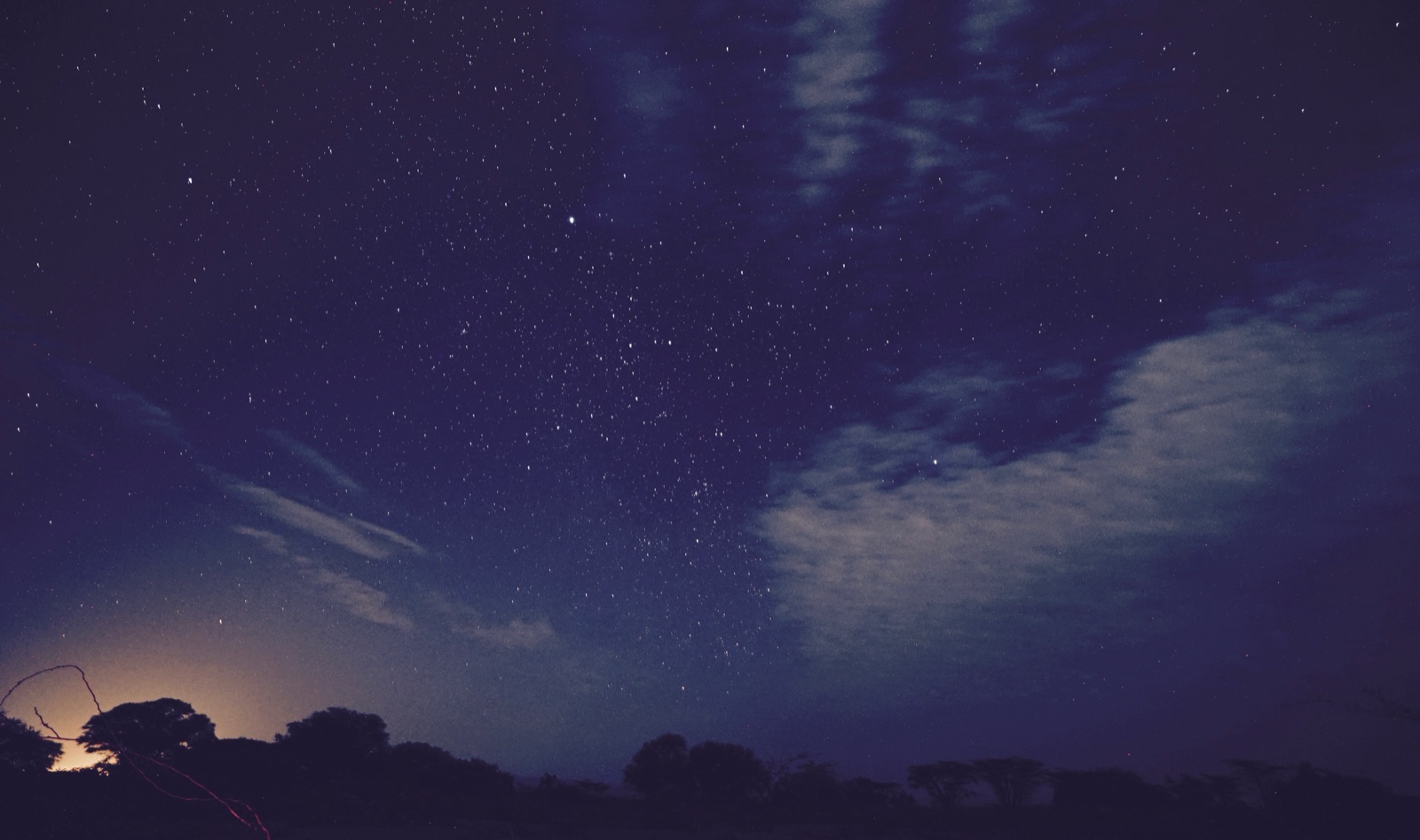 A star field over silhouetted trees